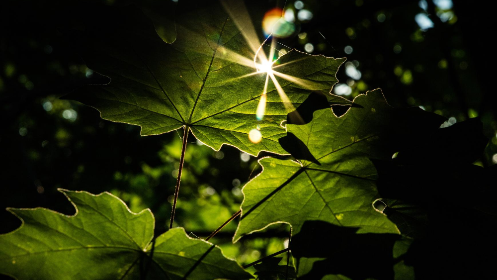 Summer Solstice Report Summer Solstice Report