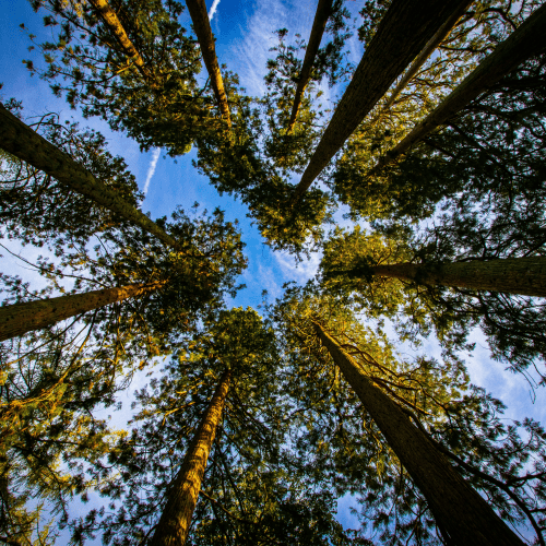 Looking up at tall trees symbolising a unified multi-entity accounting ledger for family offices Looking up at tall trees symbolising a unified multi-entity accounting ledger for family offices