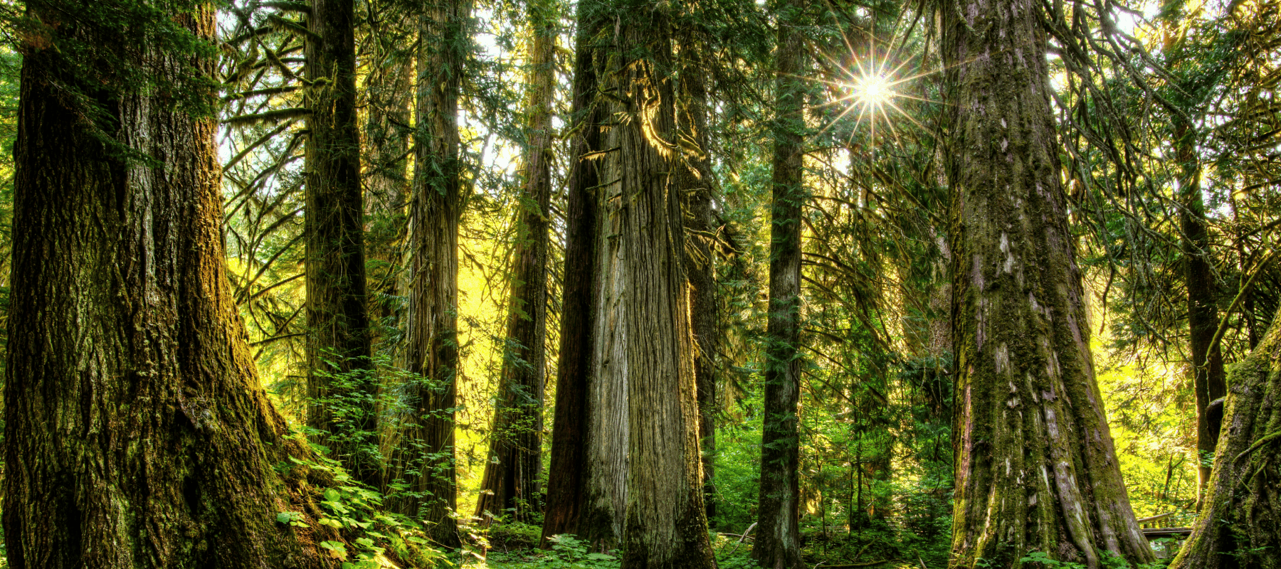 Exposing hidden costs in family office investments – forest sunlight symbolism Greenlock Exposing hidden costs in family office investments – forest sunlight symbolism Greenlock