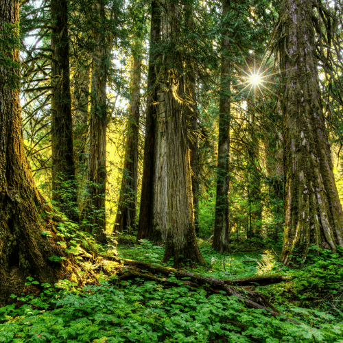 Exposing hidden costs in family office investments – forest sunlight symbolism Greenlock Exposing hidden costs in family office investments – forest sunlight symbolism Greenlock