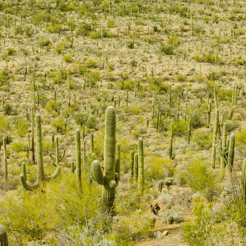 Desert landscape with cacti symbolising volatility and exposure in the LLM information economy
